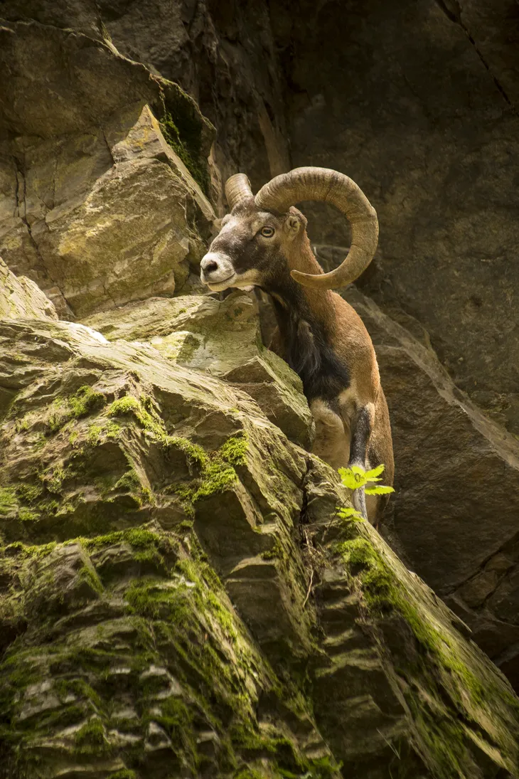 Mouflon