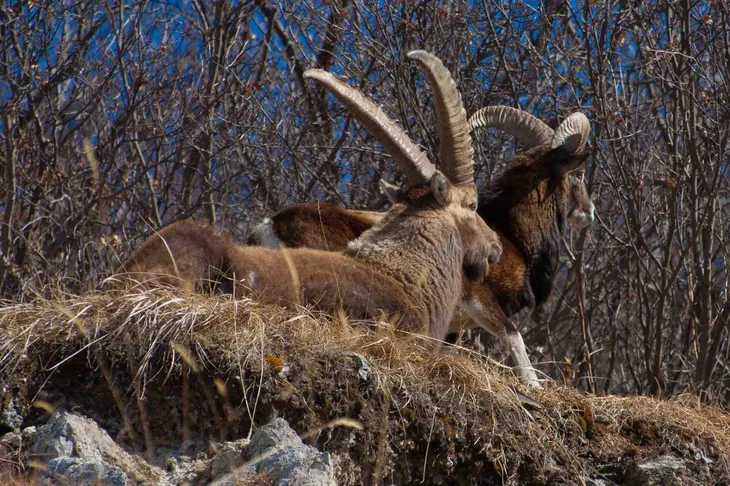 Mouflon et bouquetin