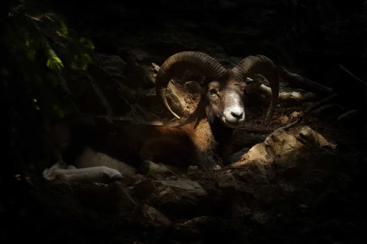 Mouflon