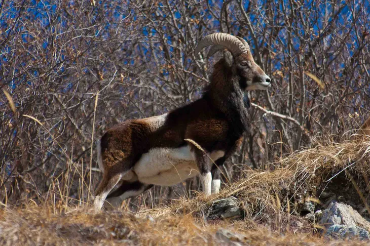 Mouflon