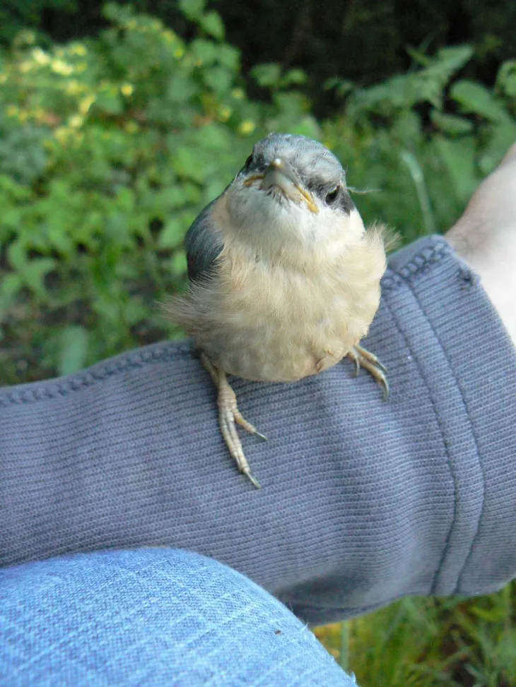 Jeune Sittelle Torchepot
