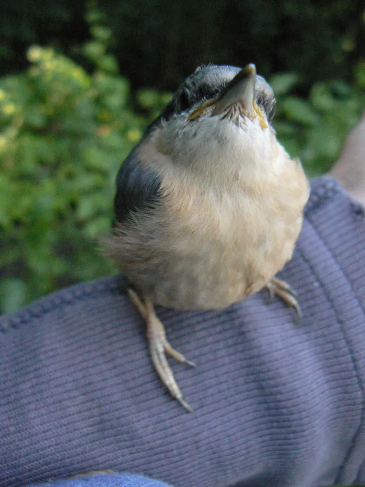 Jeune Sittelle Torchepot