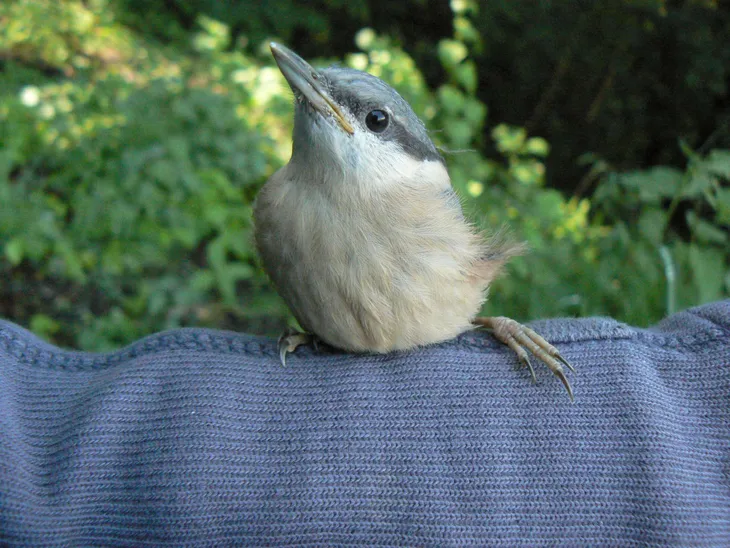 Jeune Sittelle Torchepot