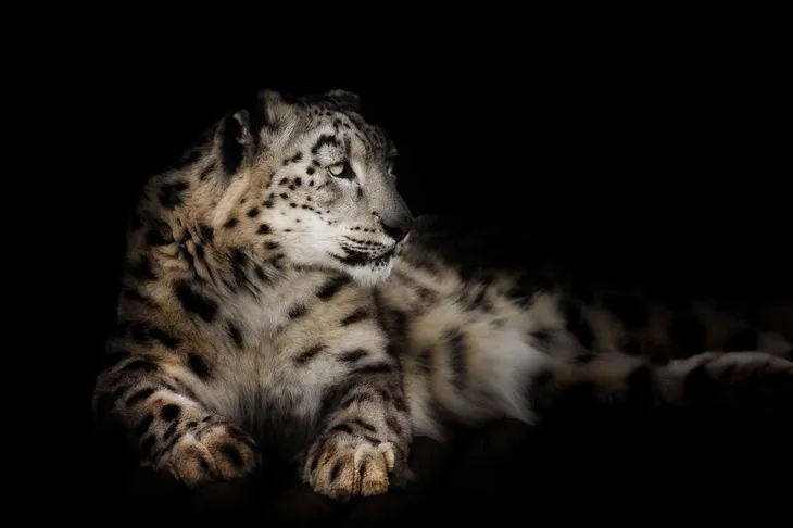 Panthère des neiges