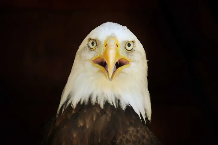 Pygargue à tête blanche