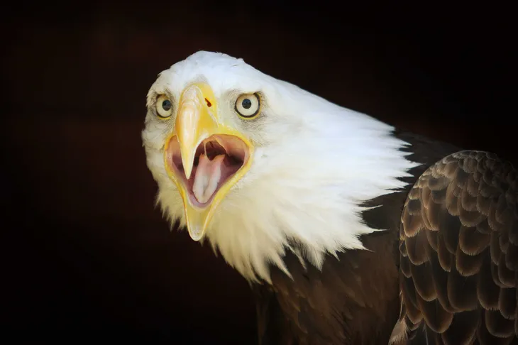 Pygargue à tête blanche