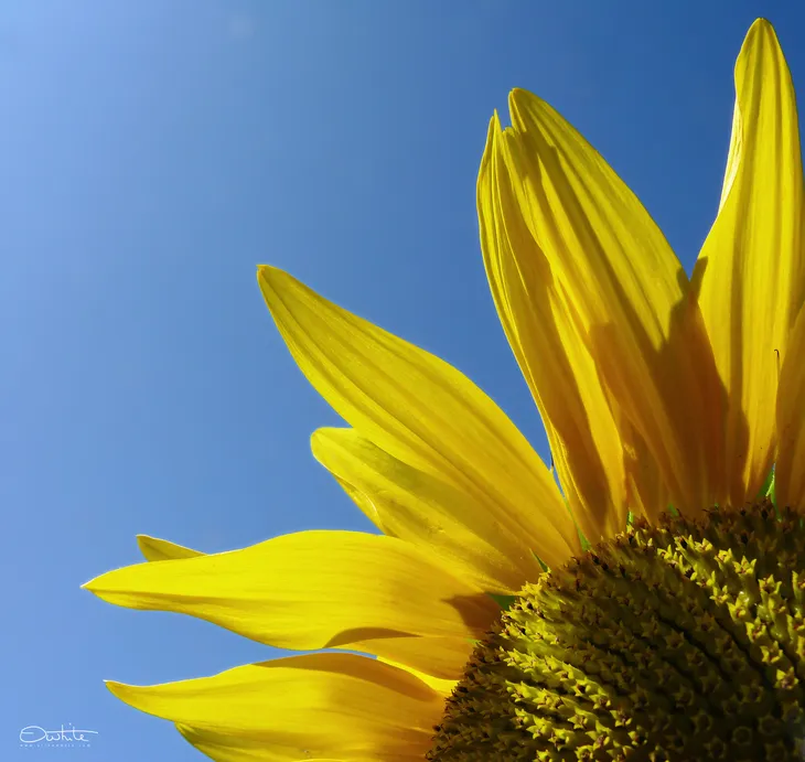 Quartier de tournesol