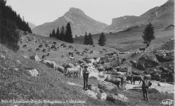Troupeau à l’abreuvoir en 1937