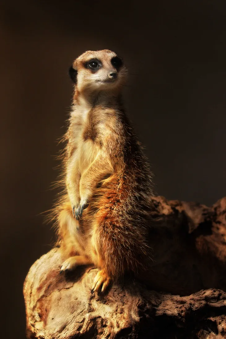 Suricate