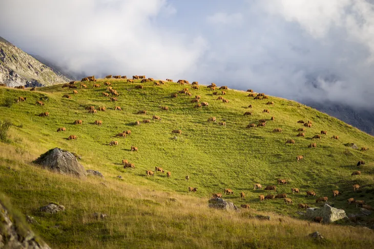 Troupeau de vaches Tarines au cormet de Roselend