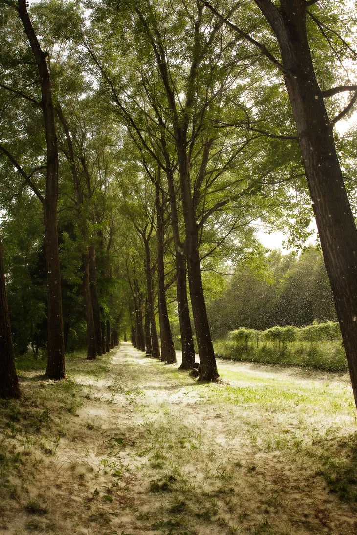 Flocons de peupliers