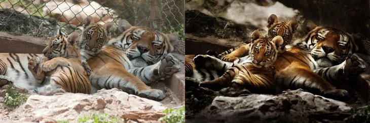 Avant après photo de tigres
