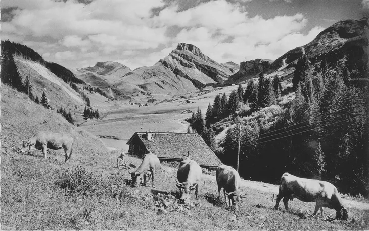 Vallée de Roselend et ses vaches en pâture vue depuis le chalet de La Culaz