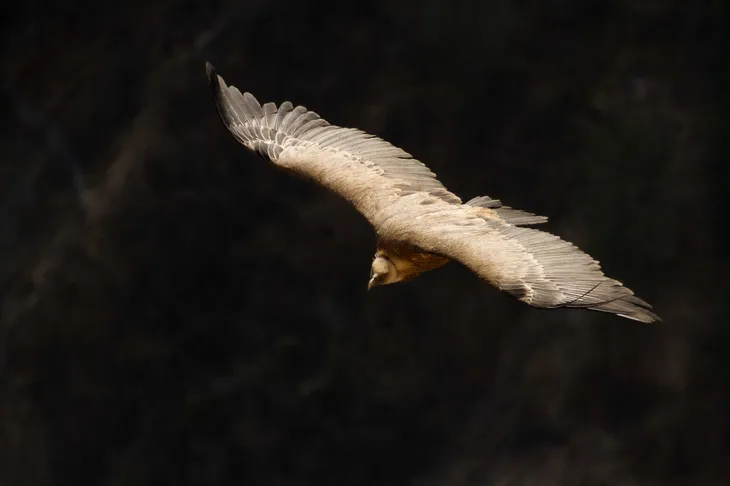 Vautour Fauve de Rémuzat