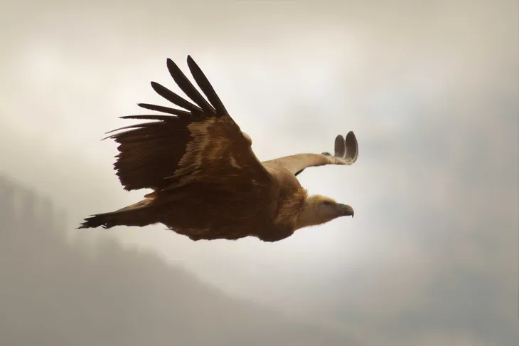 Vautour Fauve de Rémuzat