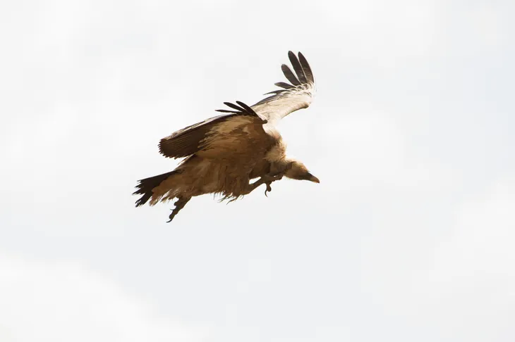 Vautour Fauve de Rémuzat