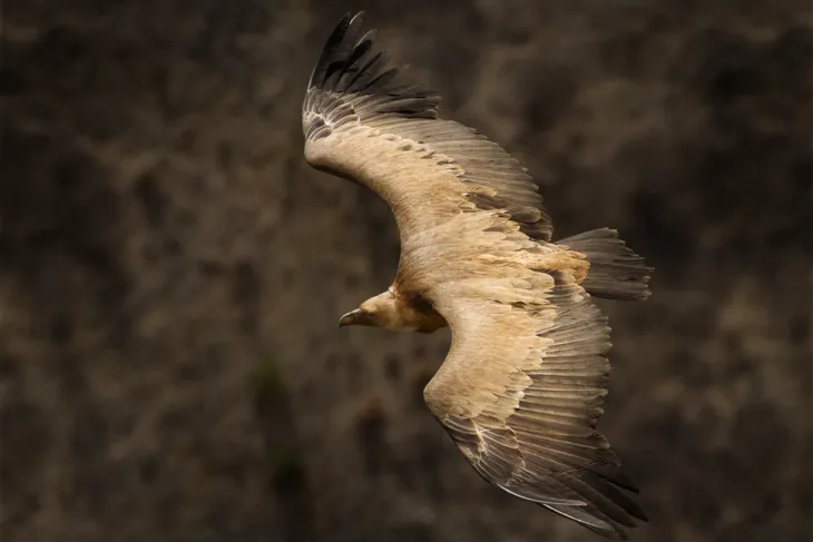 Vautour Fauve de Rémuzat