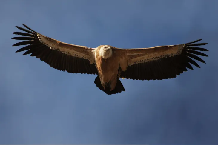 Vautour Fauve de Rémuzat