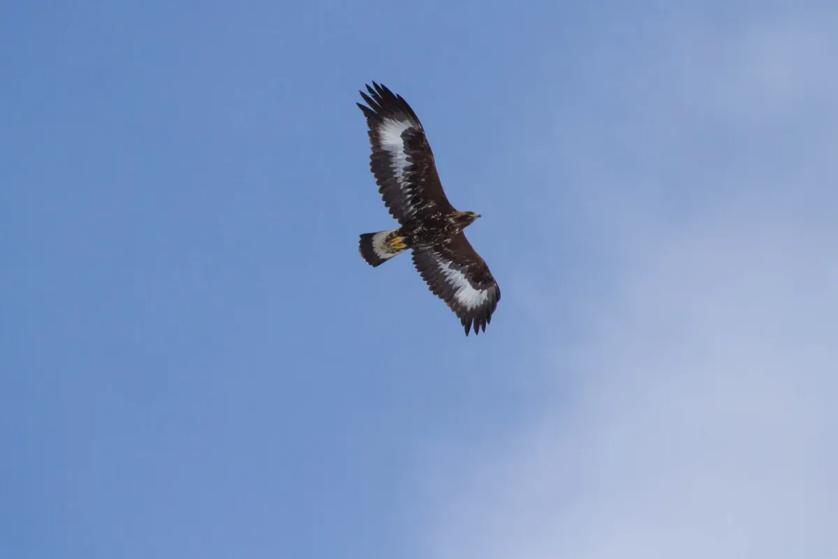 Aigles Royaux près d’Aime-la-Plagne