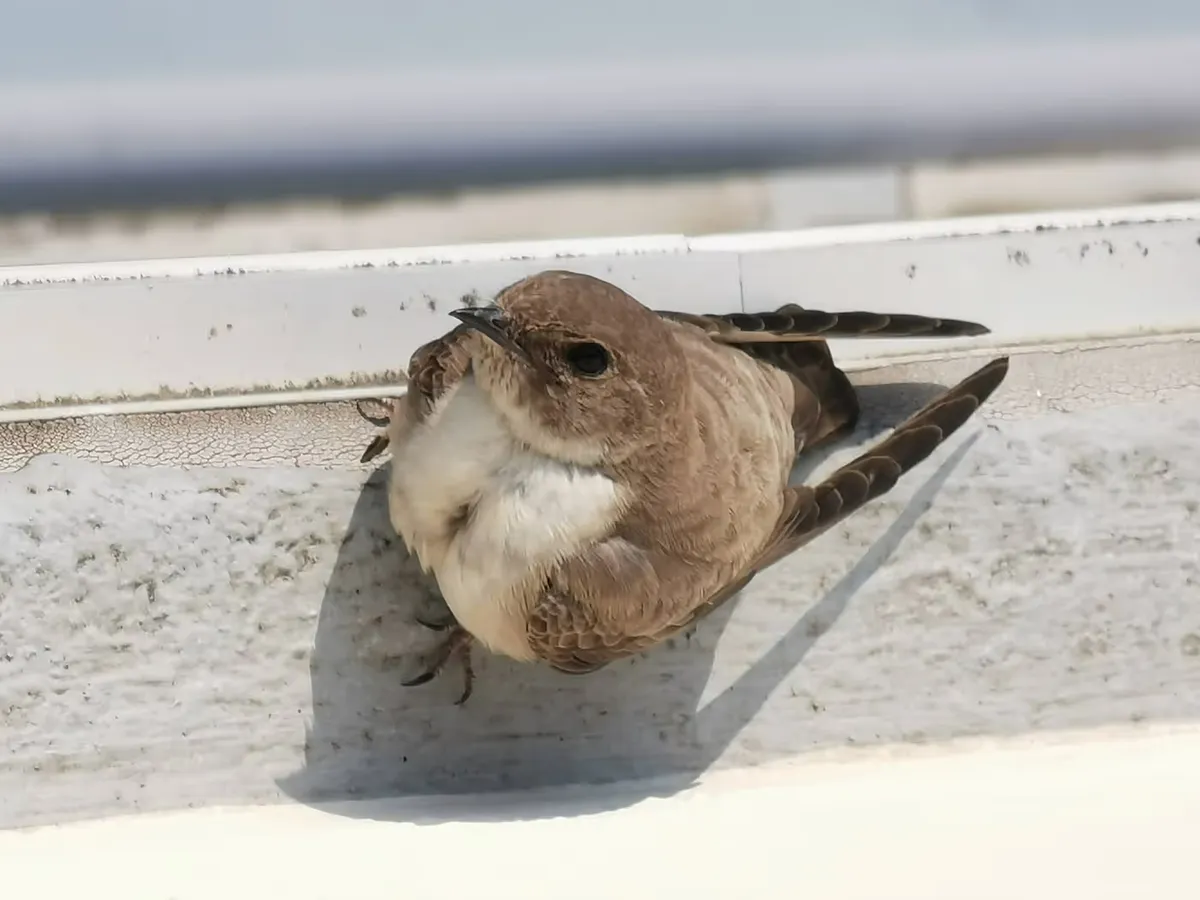 Albertville 10ème étage - 2021